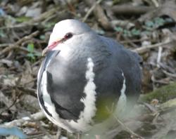 A wonga pigeon